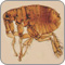 Ticks and Fleas