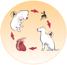 Heartworm Cycle Illustration